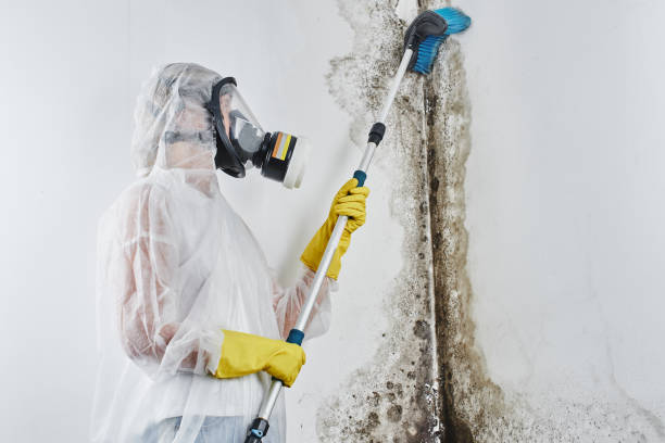 Best Mold Remediation  in Snyder, OK