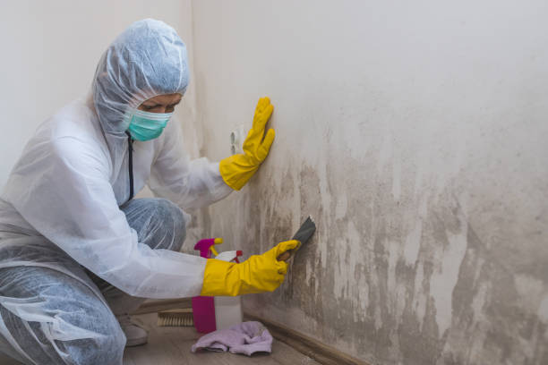 Best Attic Mold Removal  in Snyder, OK