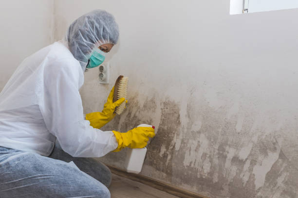 Best Mold Removal Process  in Snyder, OK