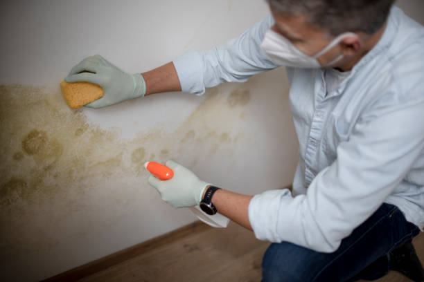 Best Emergency Mold Removal  in Snyder, OK