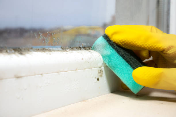 Mold Removal Process in Snyder, OK