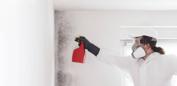 Best Attic Mold Removal  in Snyder, OK