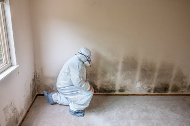 Mold Testing and Removal