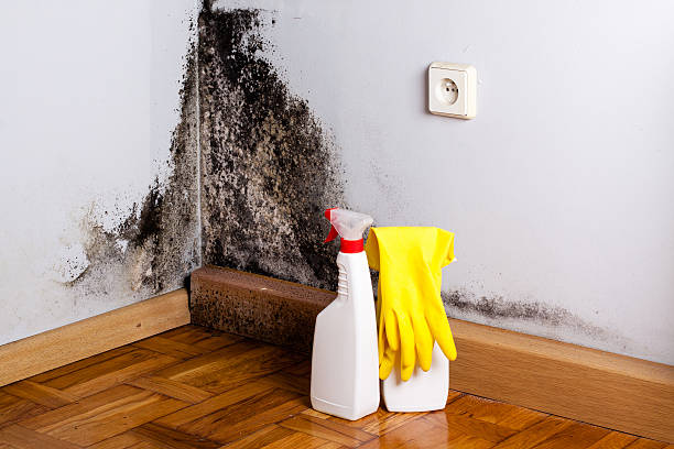 Best Office Mold Removal Services  in Snyder, OK