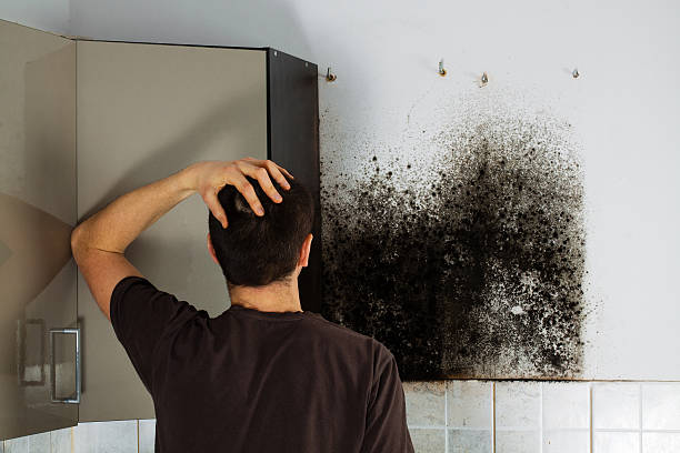 Best Professional Mold Removal  in Snyder, OK