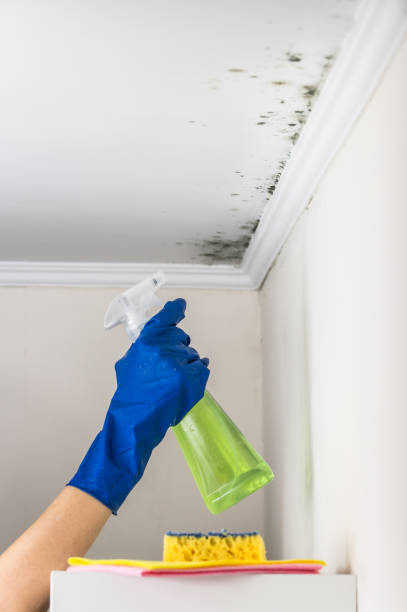 Best Local Mold Removal Service  in Snyder, OK