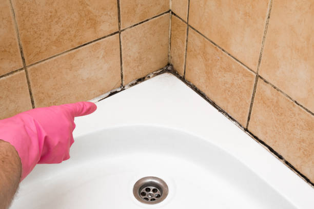 Best Best Mold Removal Companies  in Snyder, OK